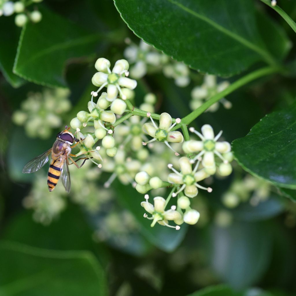 Euonymus japonicus - Japanese Spindle
