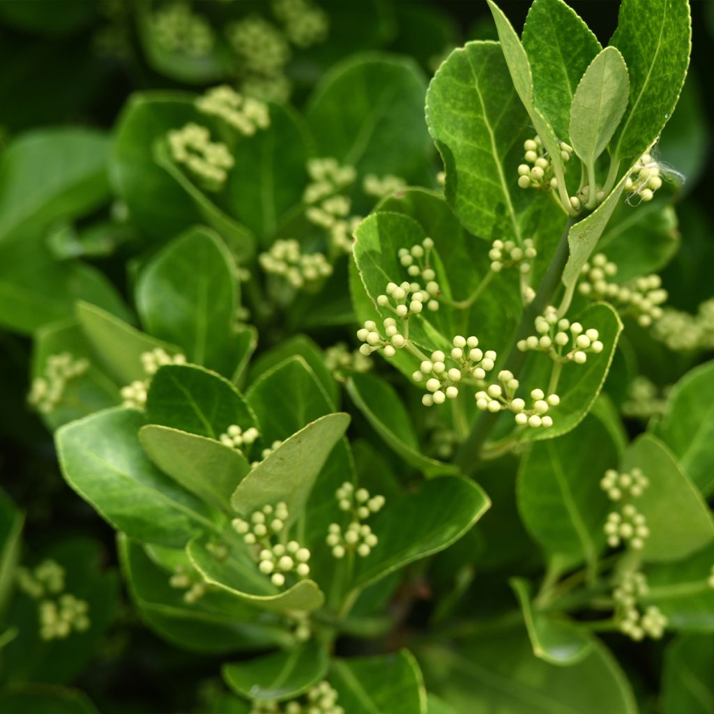 Euonymus japonicus - Japanese Spindle