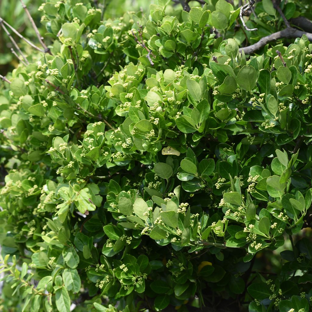 Euonymus japonicus - Japanese Spindle