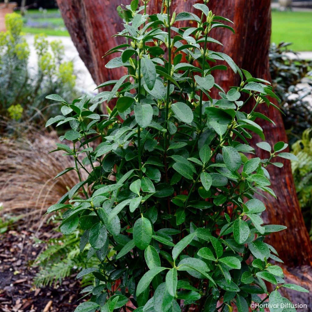 Euonymus japonicus Green Milennium - Japanese spindle