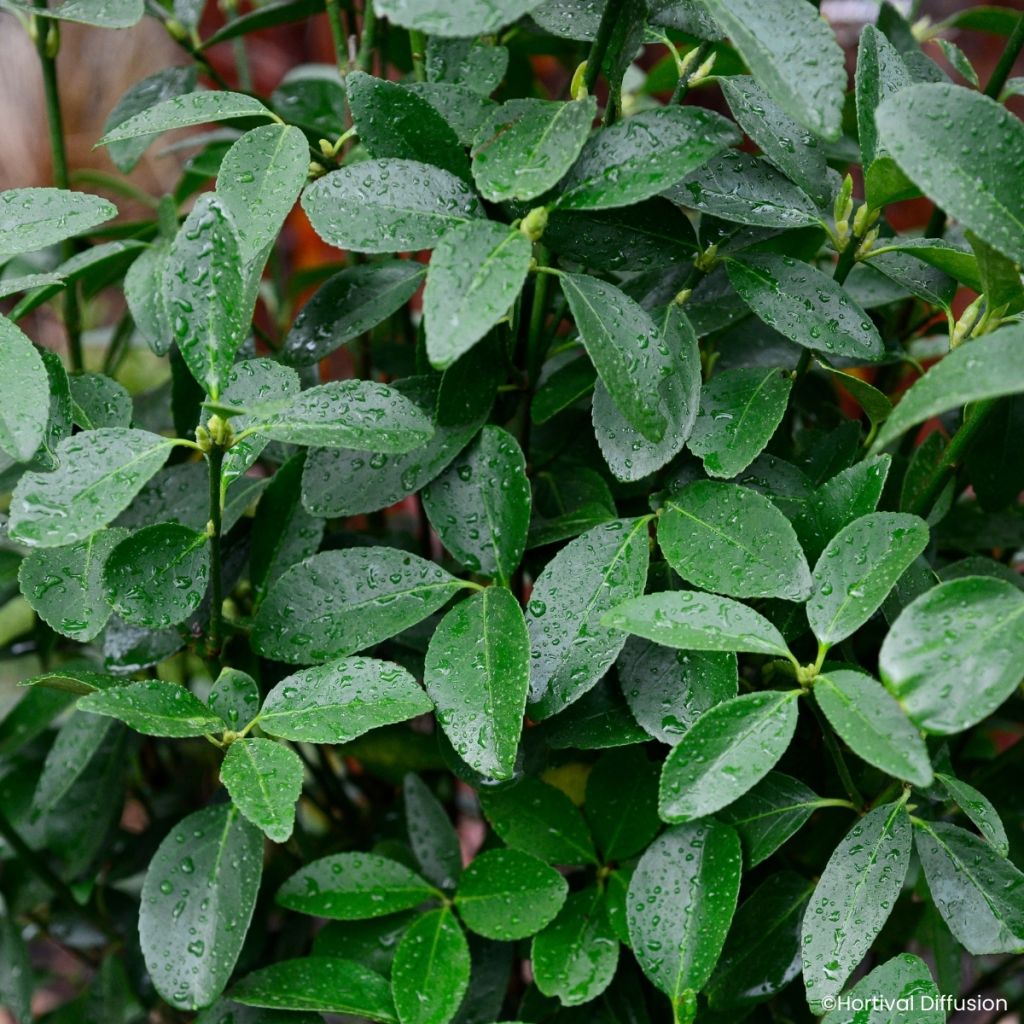 Euonymus japonicus Green Milennium - Japanese spindle