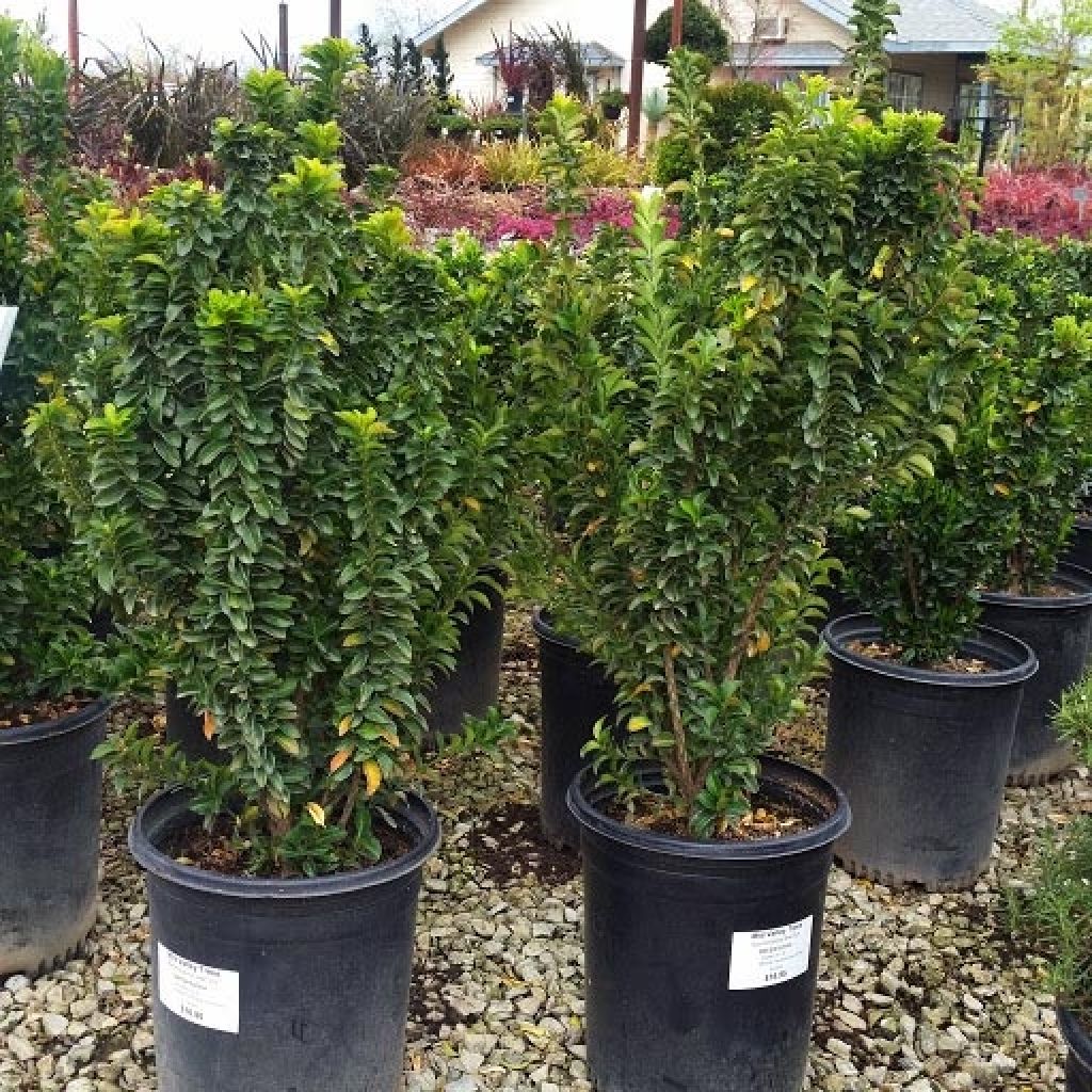 Euonymus japonicus Green Spire - Japanese Spindle