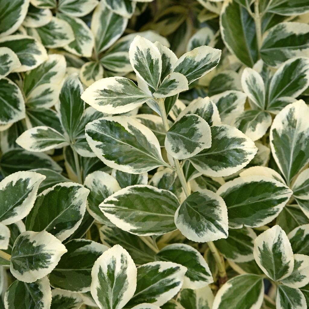 Euonymus japonicus Kathy - Japanese Spindle