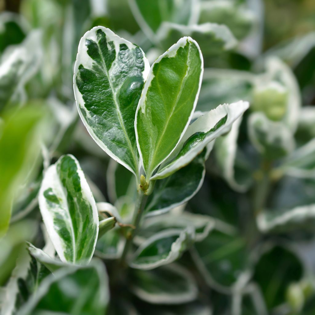 Euonymus japonicus Kathy - Japanese Spindle
