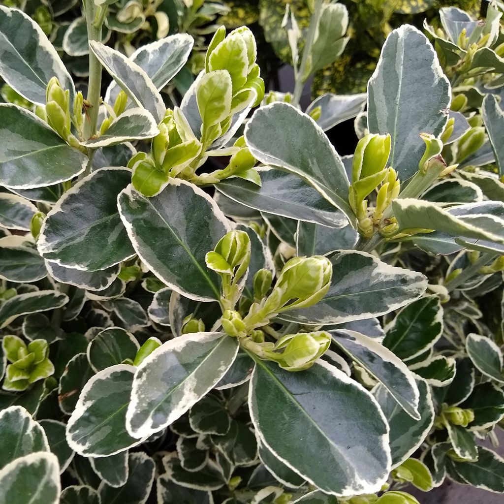 Euonymus japonicus Kathy - Japanese Spindle