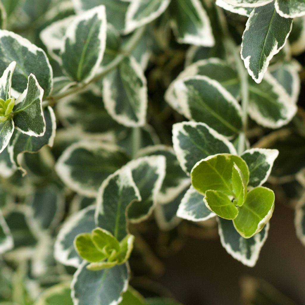 Euonymus japonicus Kathy - Japanese Spindle
