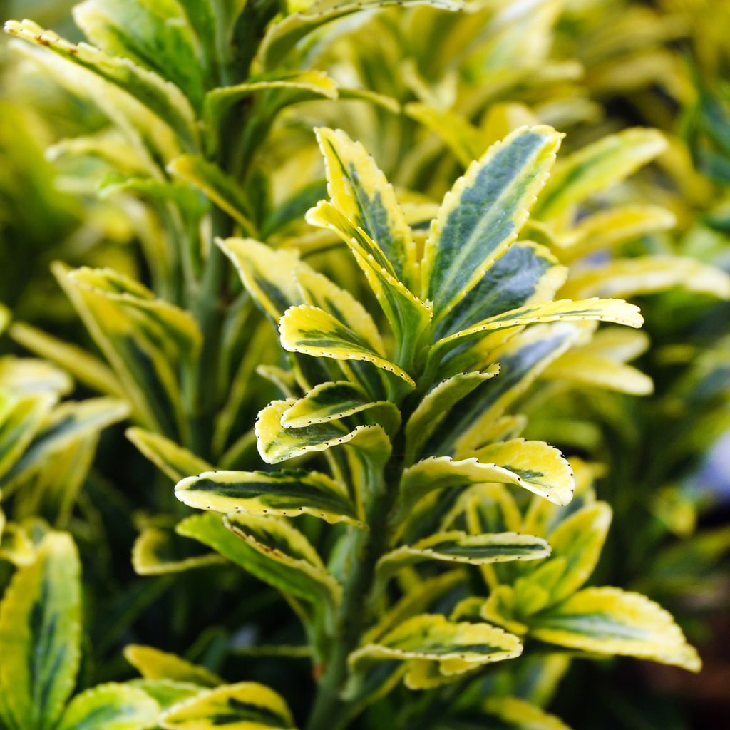 Euonymus japonicus Microphyllus Aureovariegatus - Japanese Spindle