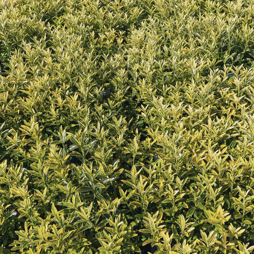 Euonymus japonicus Microphyllus Aureovariegatus - Japanese Spindle