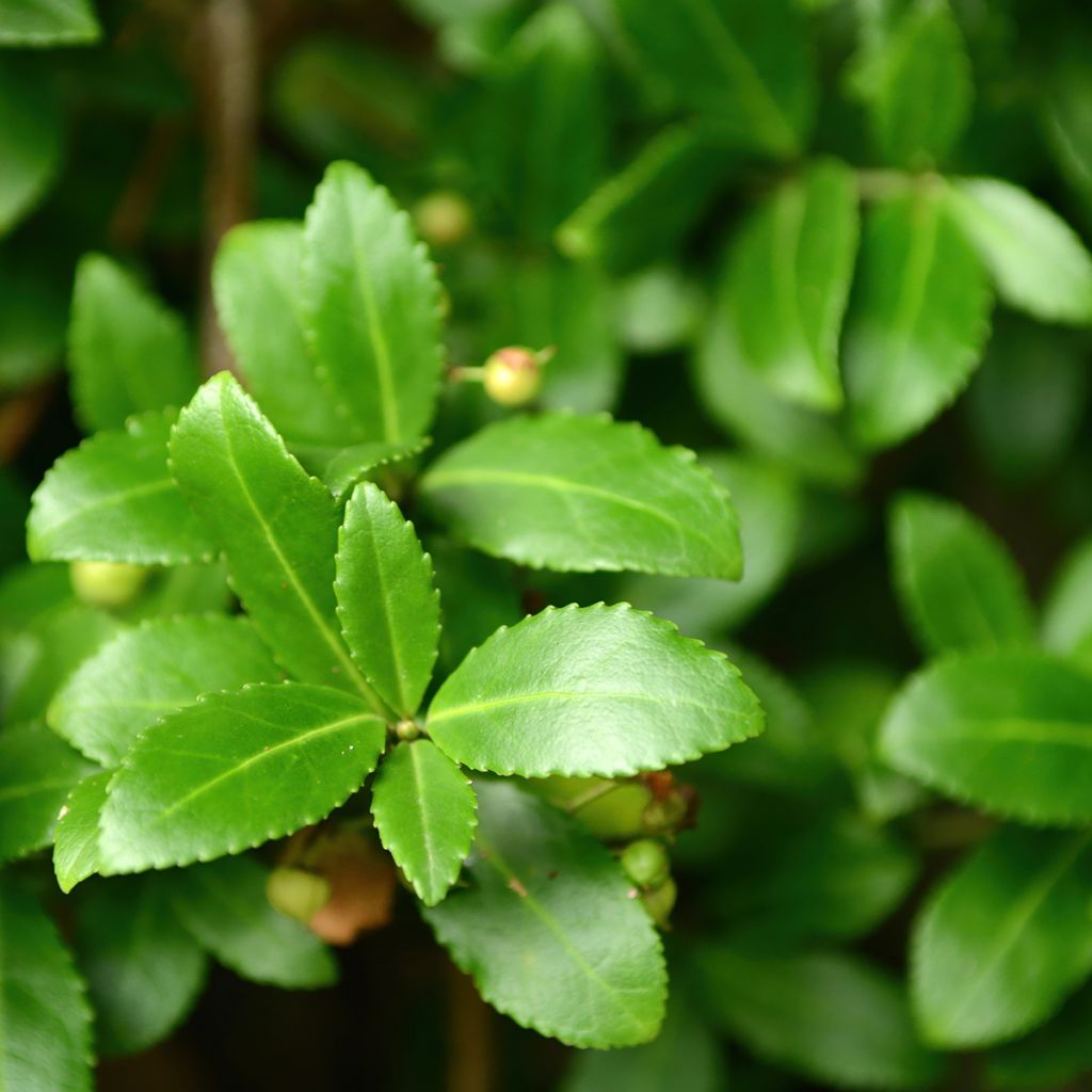Euonymus japonicus Microphyllus - Japanese Spindle