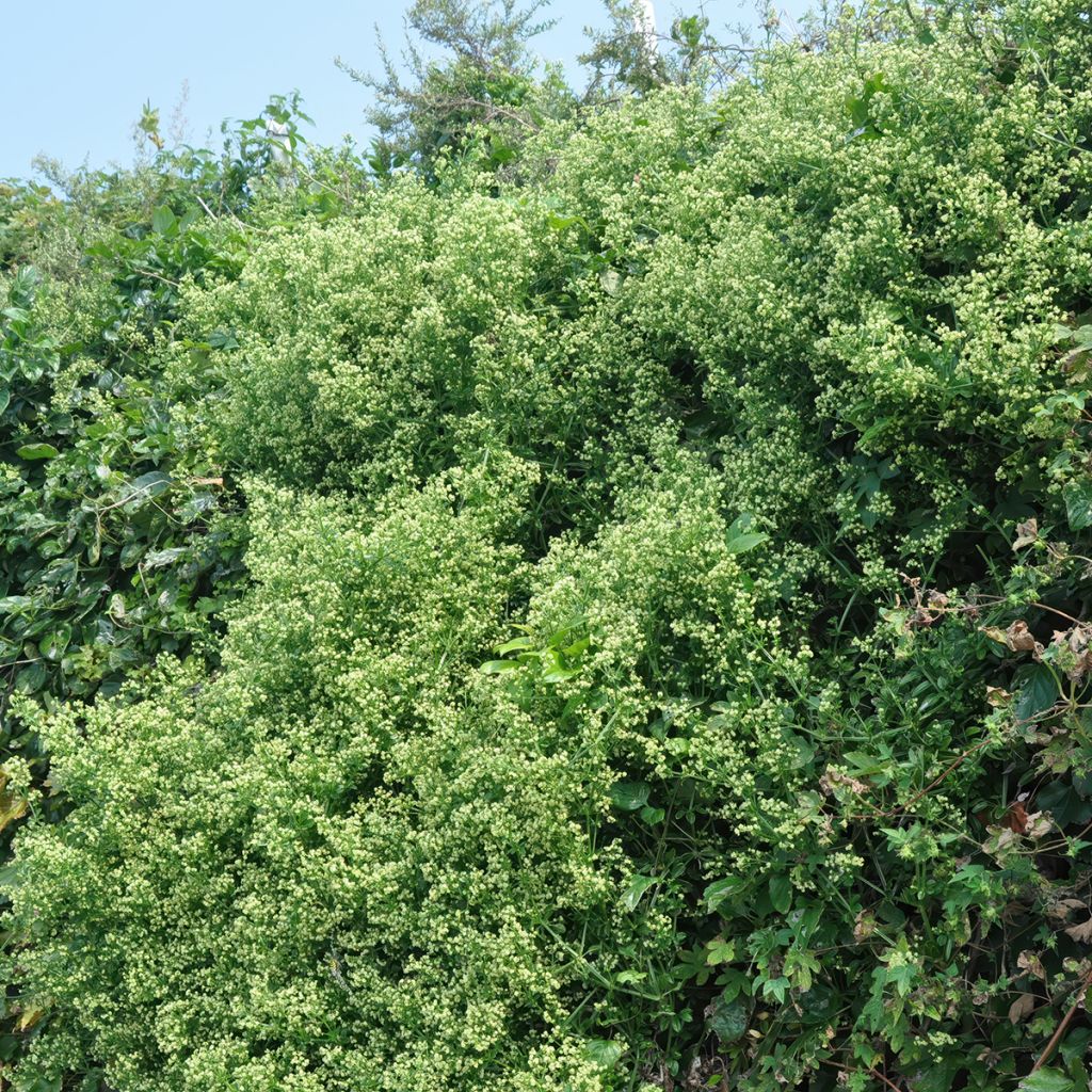Euonymus japonicus Microphyllus - Japanese Spindle