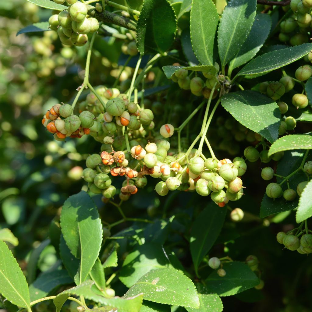 Euonymus japonicus Microphyllus - Japanese Spindle