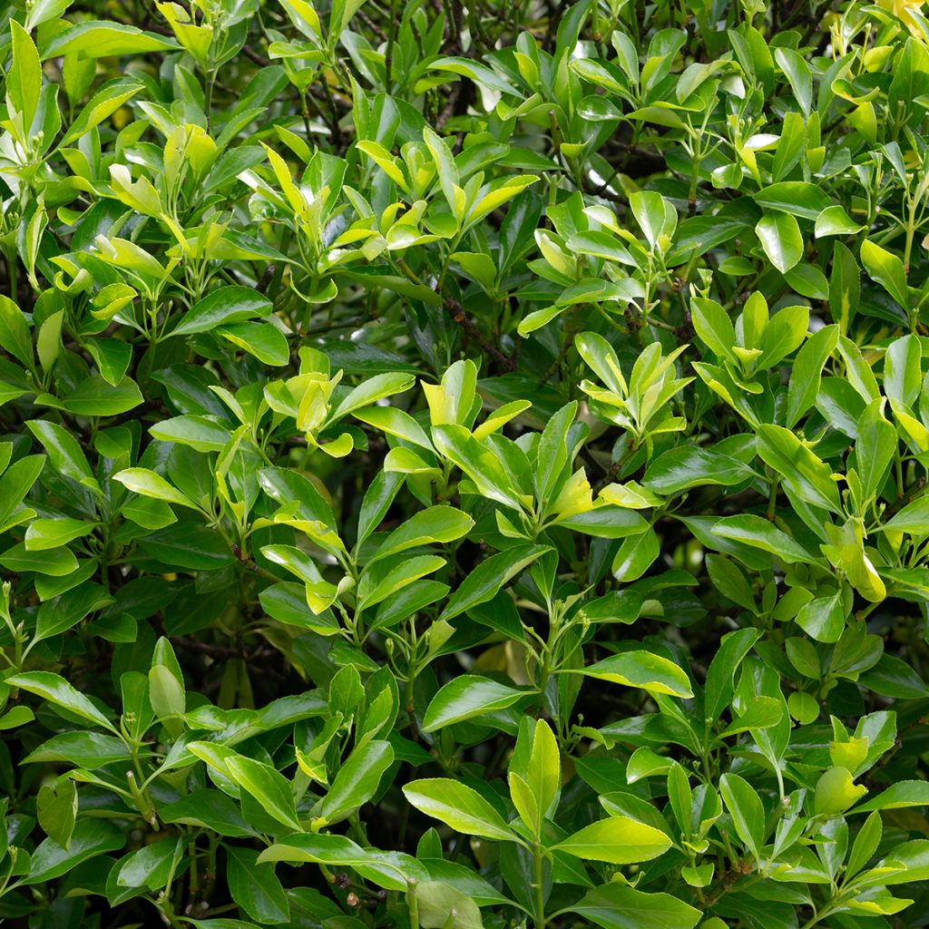 Euonymus japonicus Microphyllus - Japanese Spindle