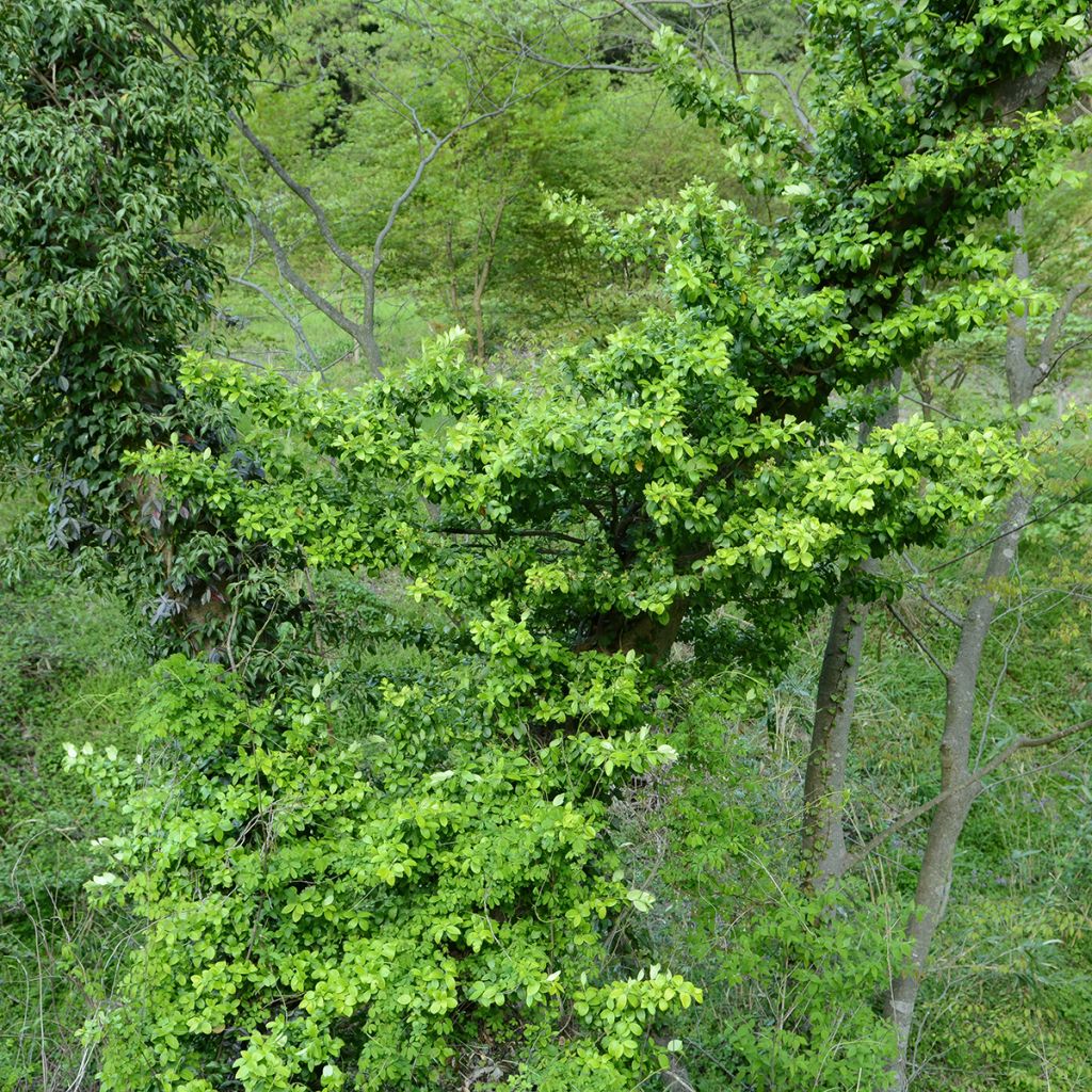Euonymus japonicus Microphyllus - Japanese Spindle