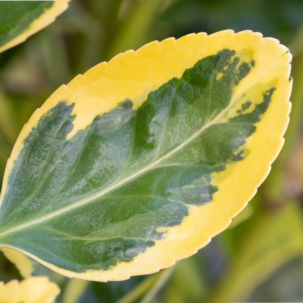 Euonymus japonicus Ovatus Aureus - Japanese Spindle