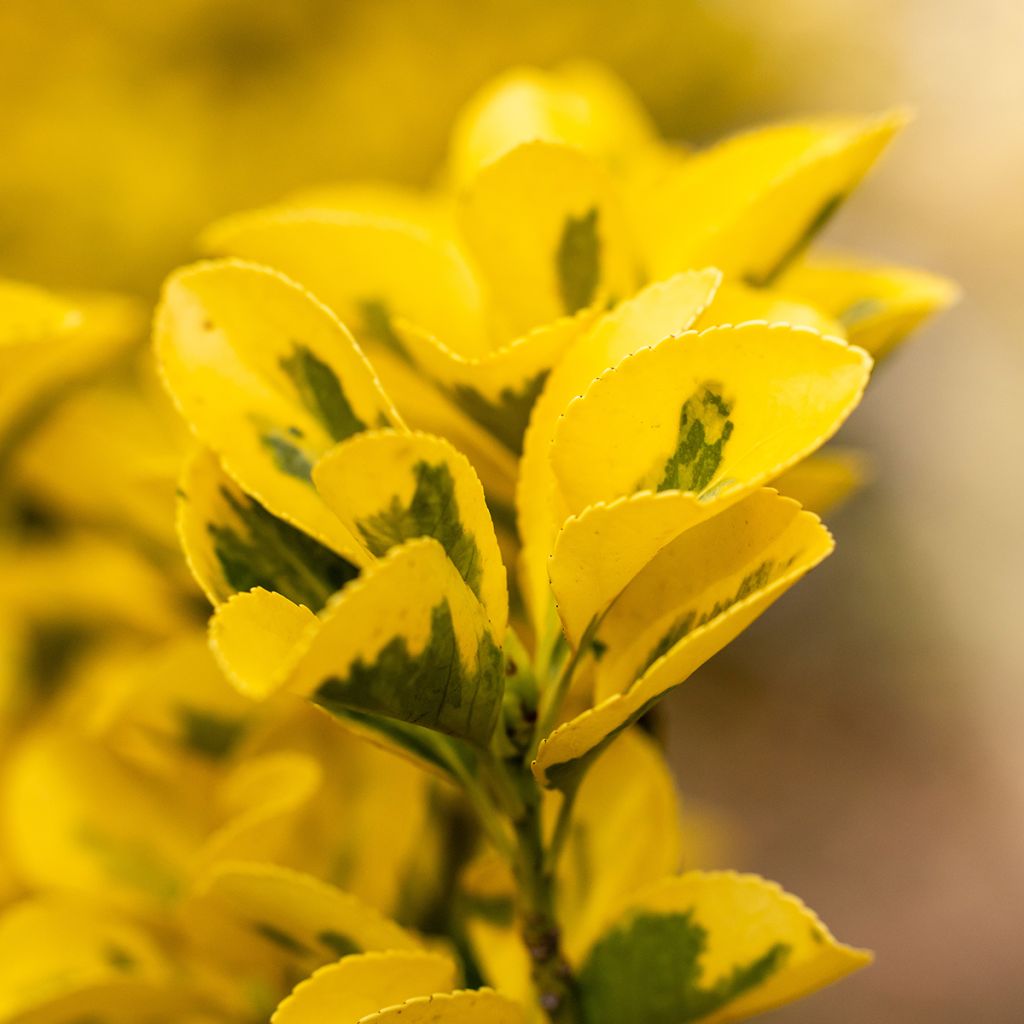Euonymus japonicus Ovatus Aureus - Japanese Spindle