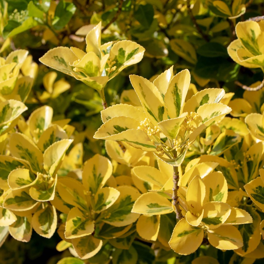 Euonymus japonicus Ovatus Aureus - Japanese Spindle