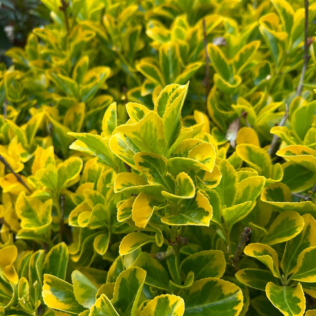 Euonymus japonicus Ovatus Aureus - Japanese Spindle
