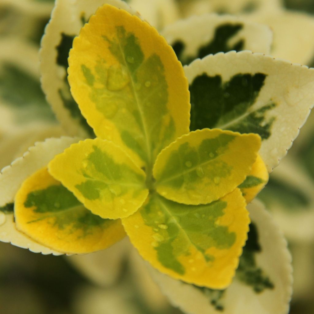 Euonymus japonicus Ovatus Aureus - Japanese Spindle