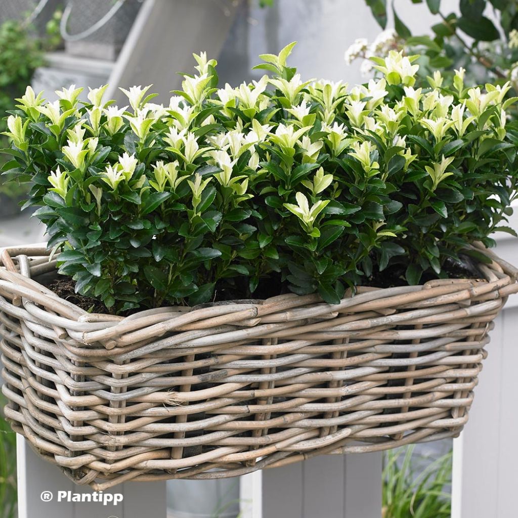 Euonymus japonicus Paloma Blanca - Japanese Spindle