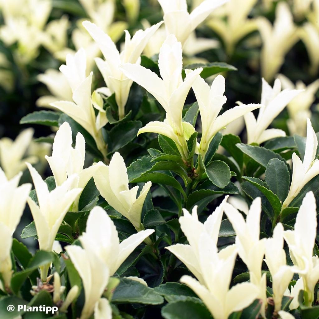 Euonymus japonicus Paloma Blanca - Japanese Spindle