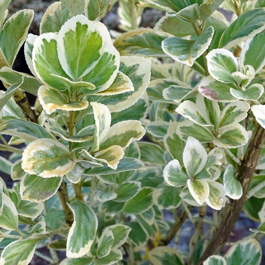 Euonymus japonicus Président Gauthier - Japanese Spindle