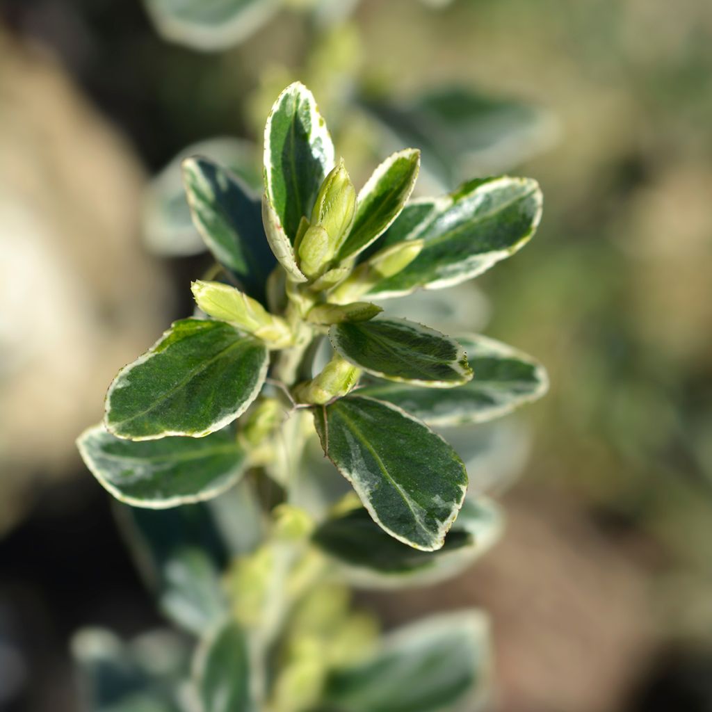 Euonymus japonicus Suzanne - Japanese Spindle