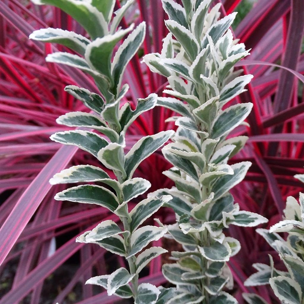 Euonymus japonicus White Spire - Japanese Spindle