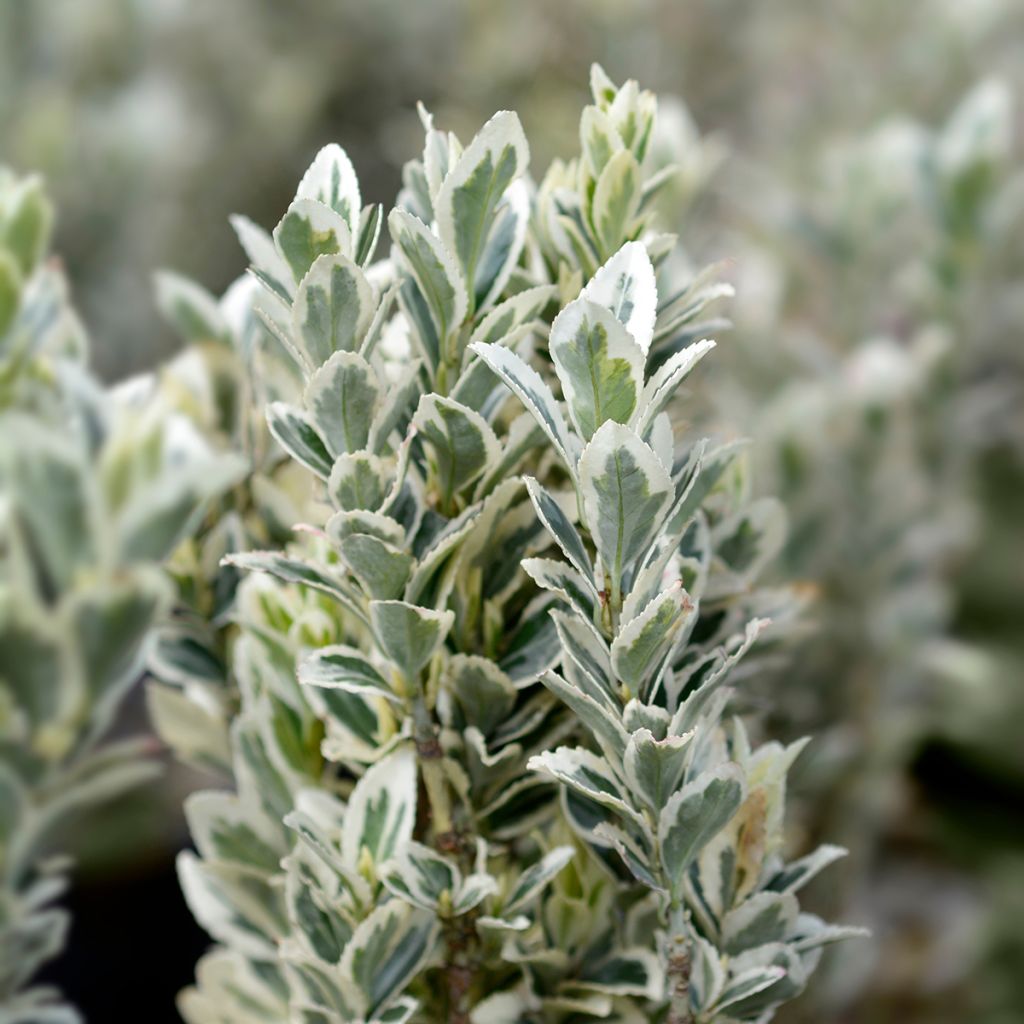 Euonymus japonicus White Spire - Japanese Spindle