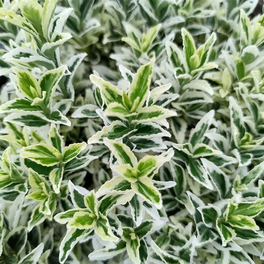 Euonymus japonicus White Spire - Japanese Spindle