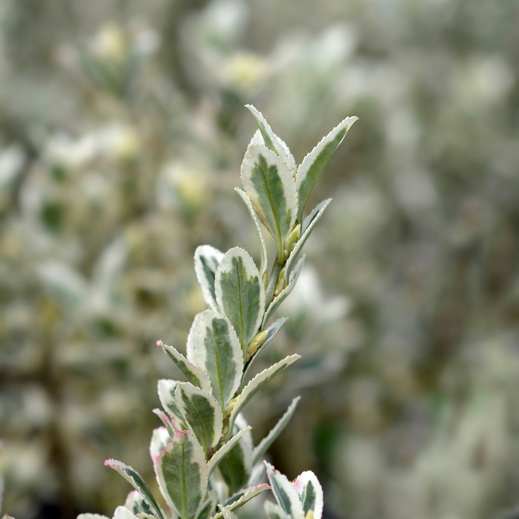 Euonymus japonicus White Spire - Japanese Spindle