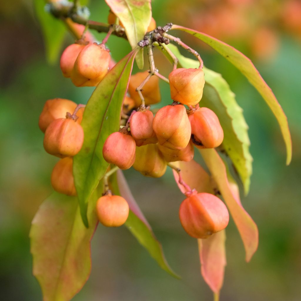 Euonymus myrianthus - Spindle