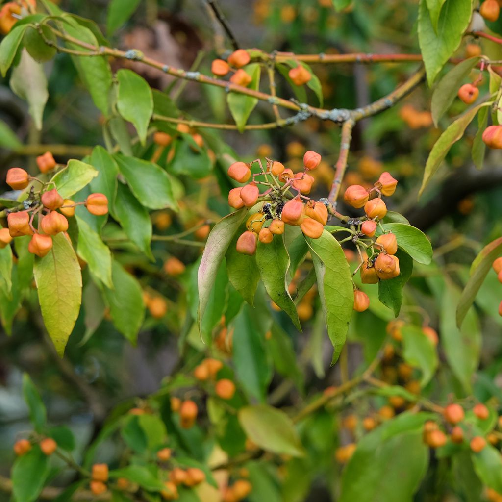 Euonymus myrianthus - Spindle