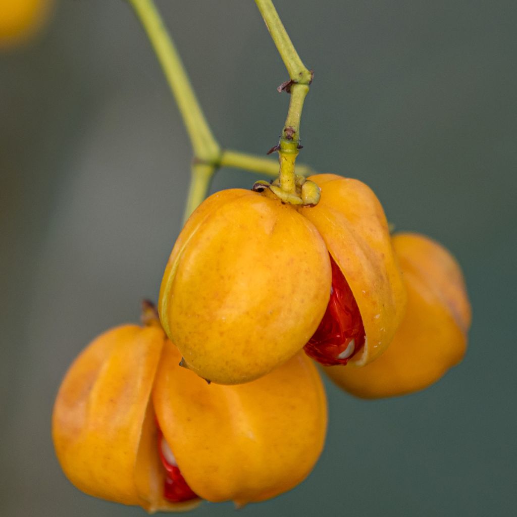 Euonymus myrianthus - Spindle