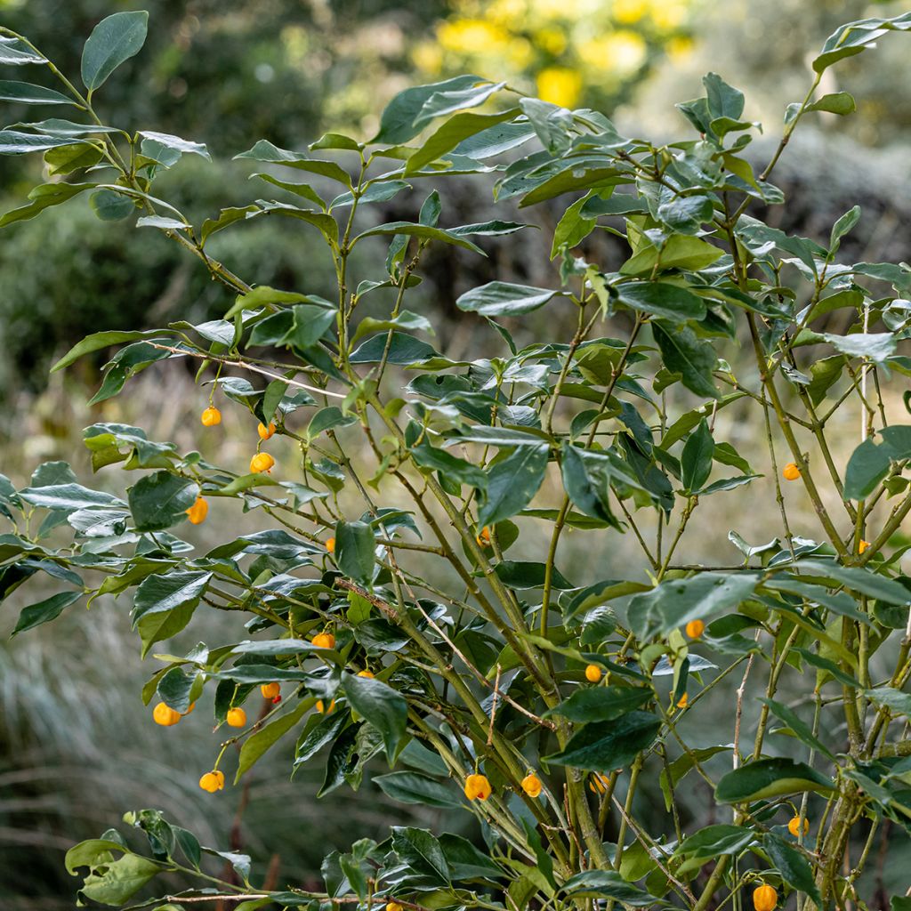 Euonymus myrianthus - Spindle