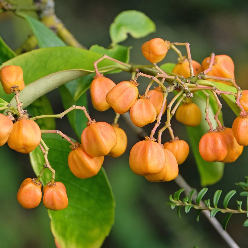 Euonymus myrianthus - Spindle