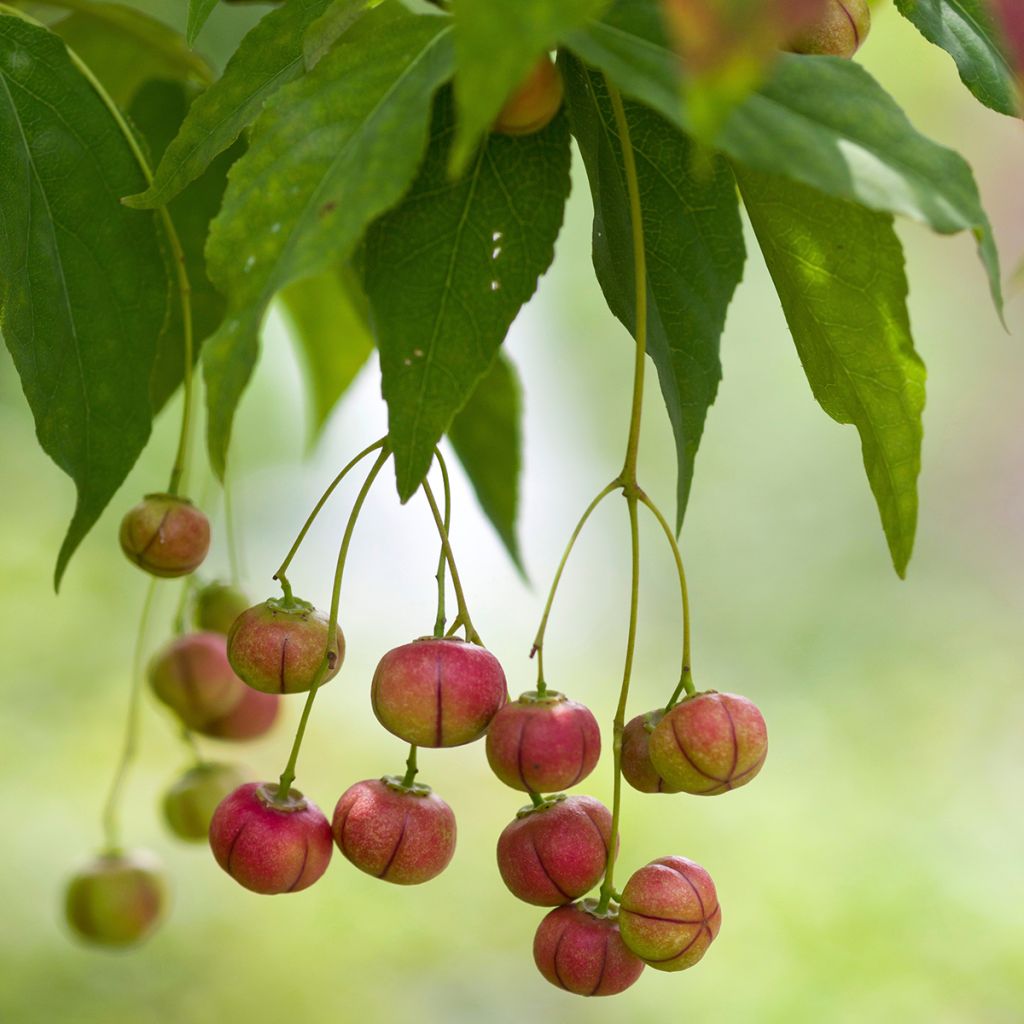 Euonymus oxyphyllus - Korean spindle tree
