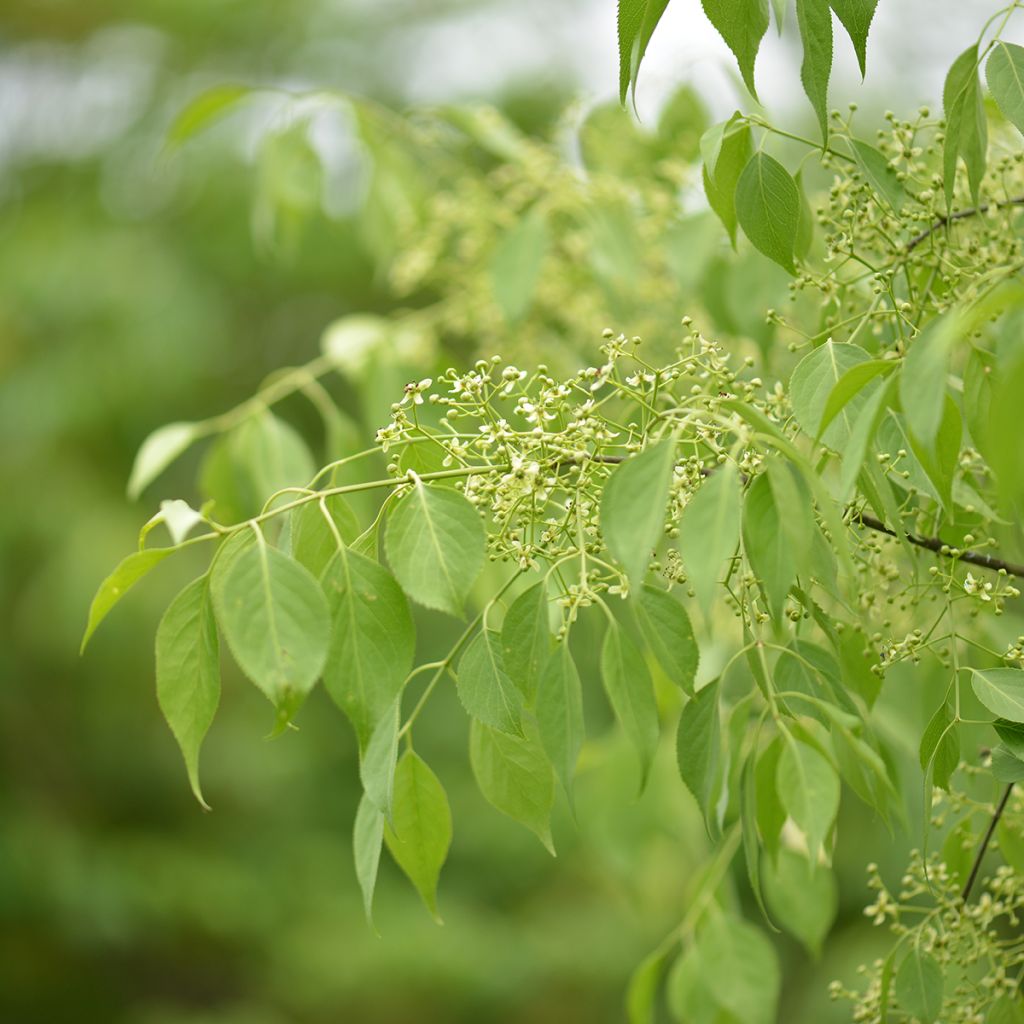 Euonymus oxyphyllus - Korean spindle tree