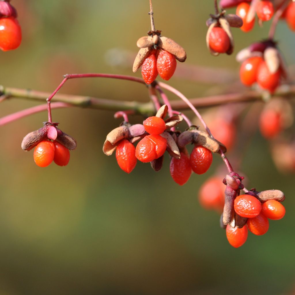 Euonymus oxyphyllus - Korean spindle tree