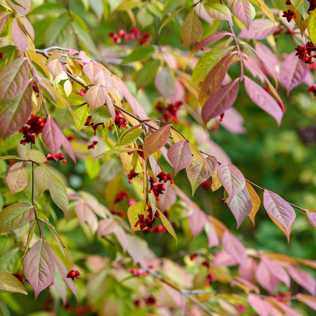 Euonymus planipes - Euonymus