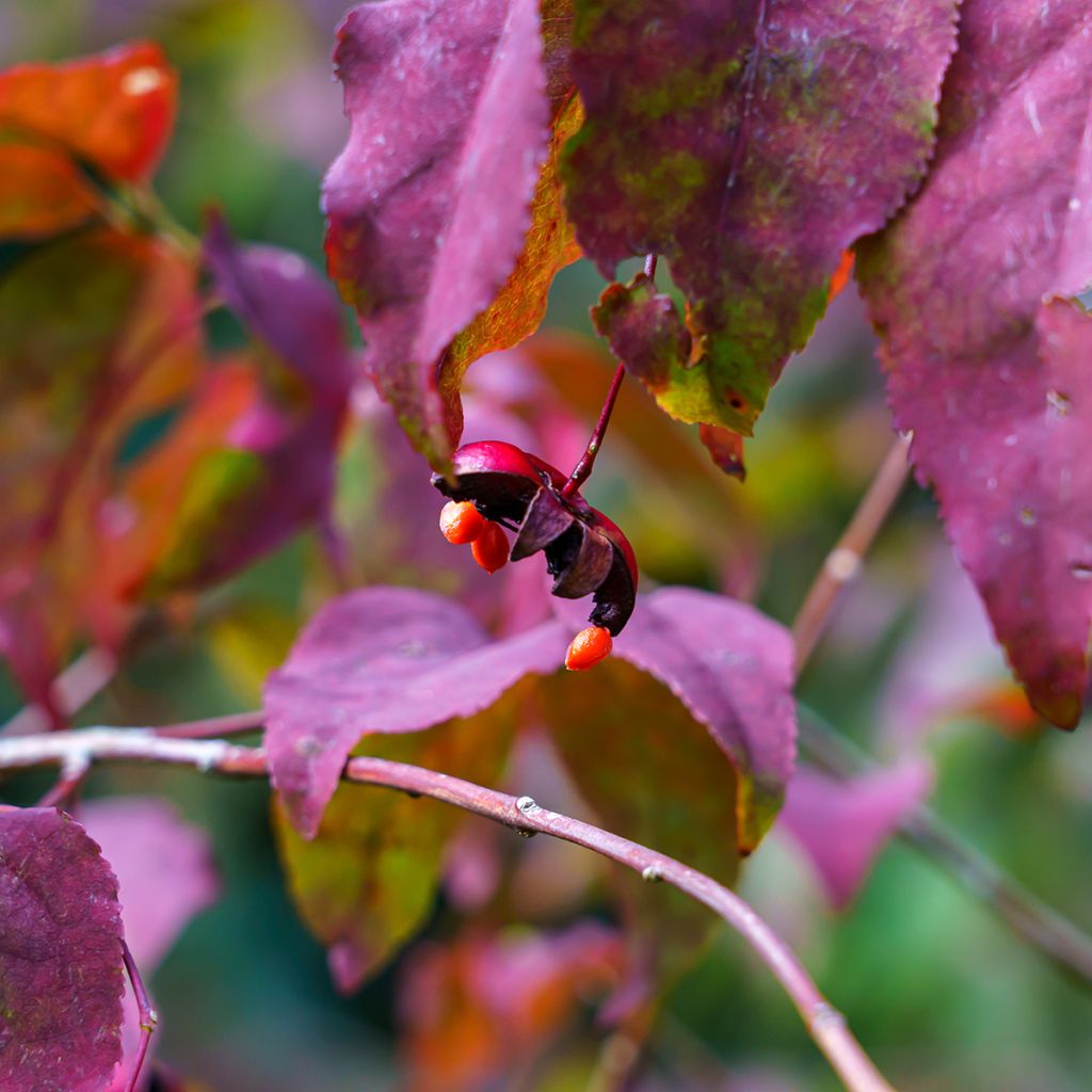 Euonymus planipes - Euonymus