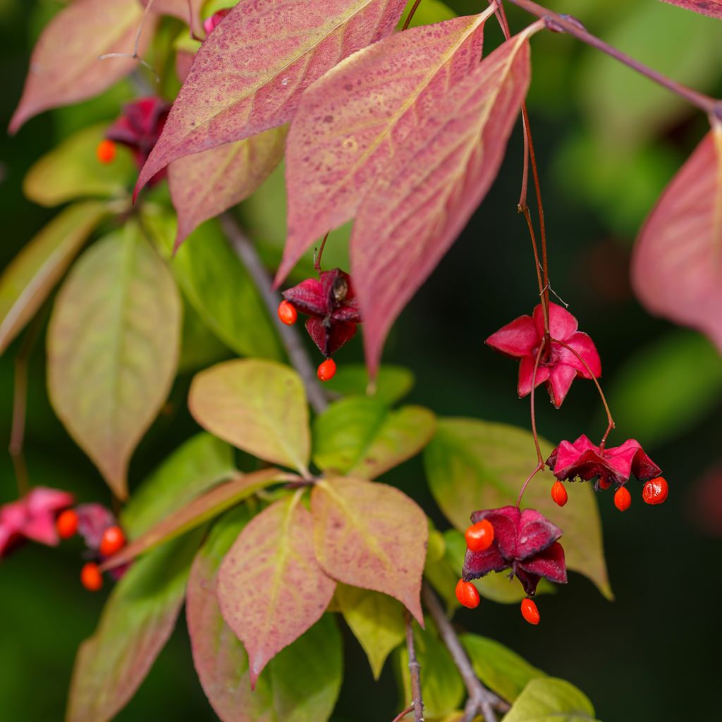 Euonymus planipes - Euonymus