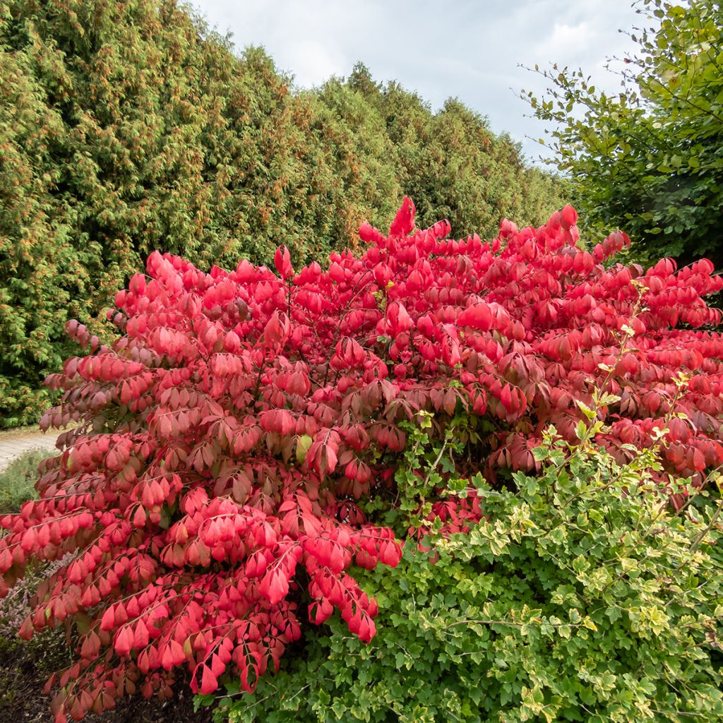 Euonymus alatus Blade Runner