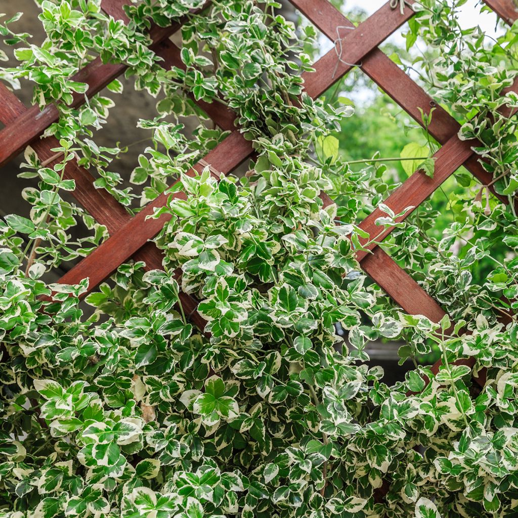 Euonymus fortunei 'Heins Silver' SILVER CARPET - Spindle