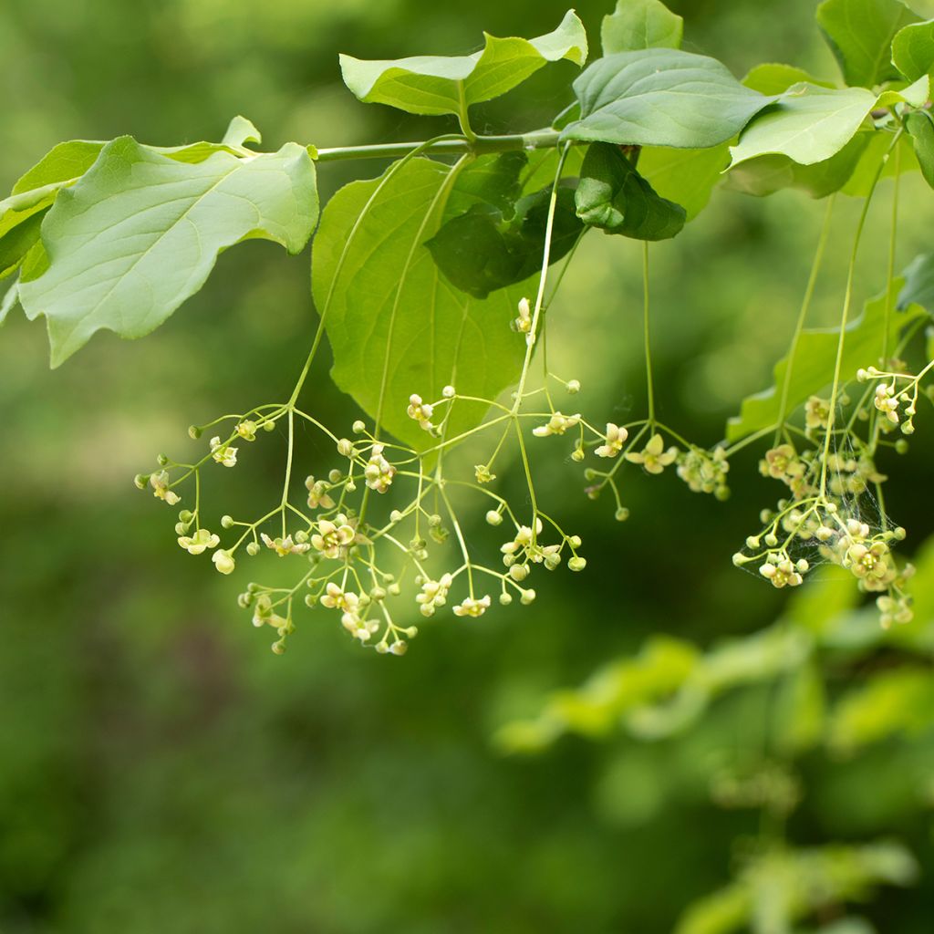 Euonymus latifolius 
