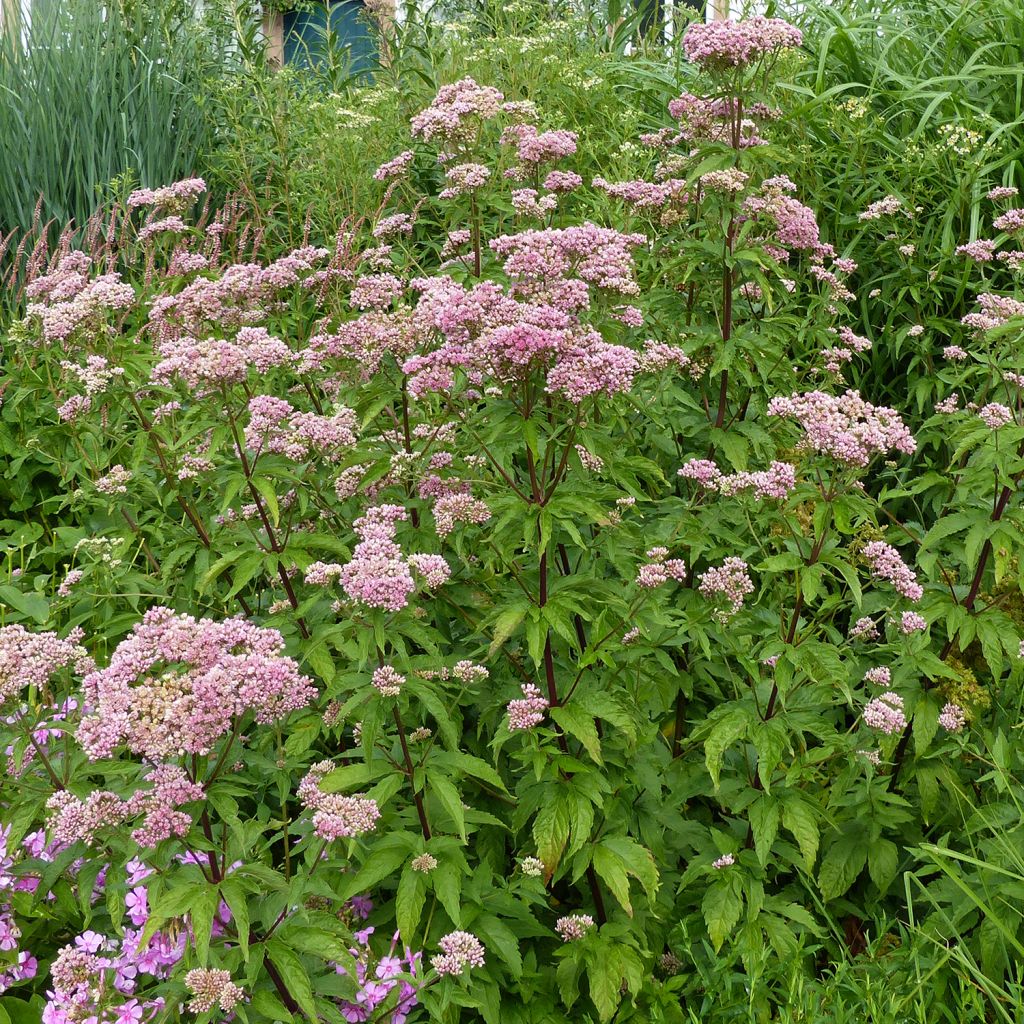 Eupatorium cannabinum Plenum
