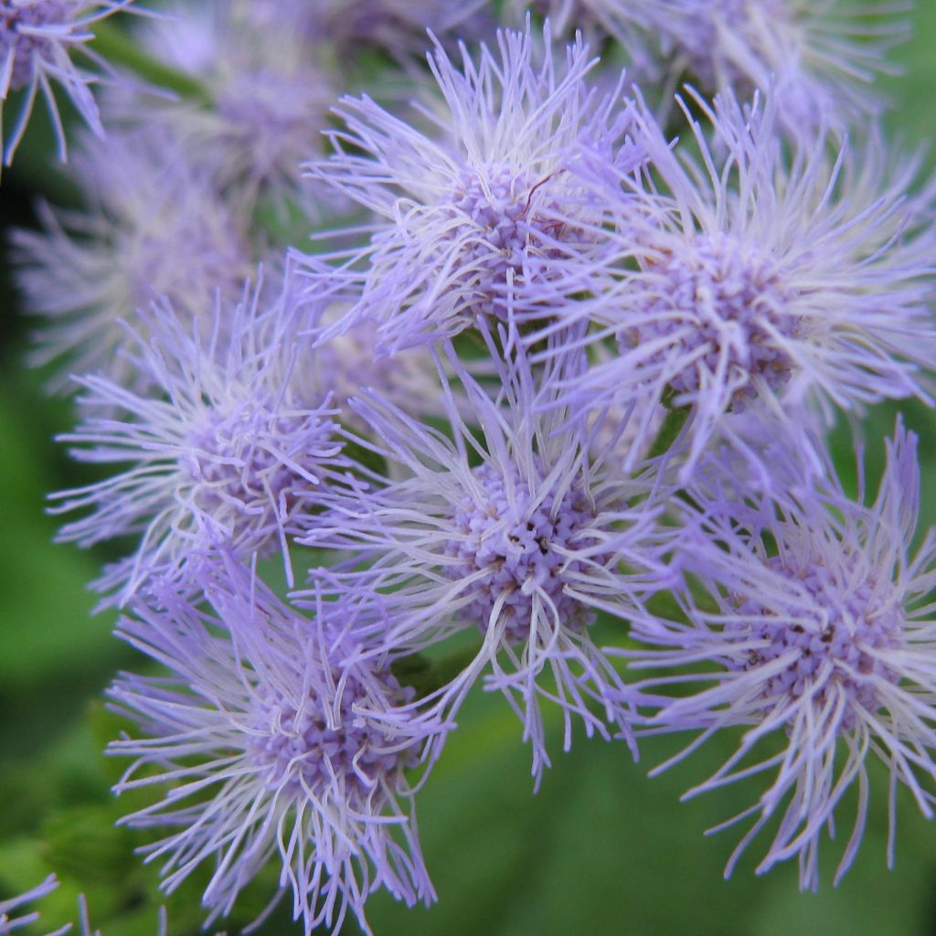 Eupatorium coelestinum