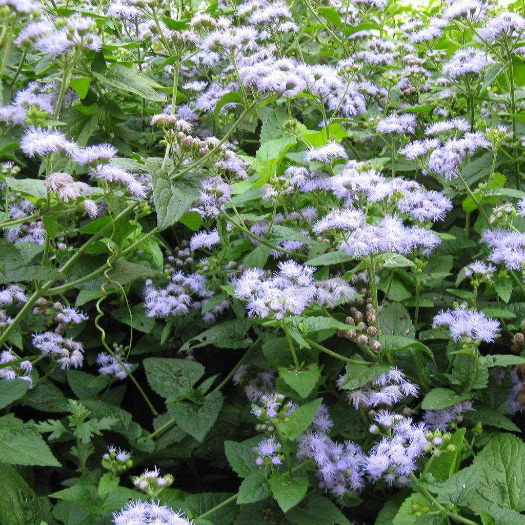 Eupatorium coelestinum