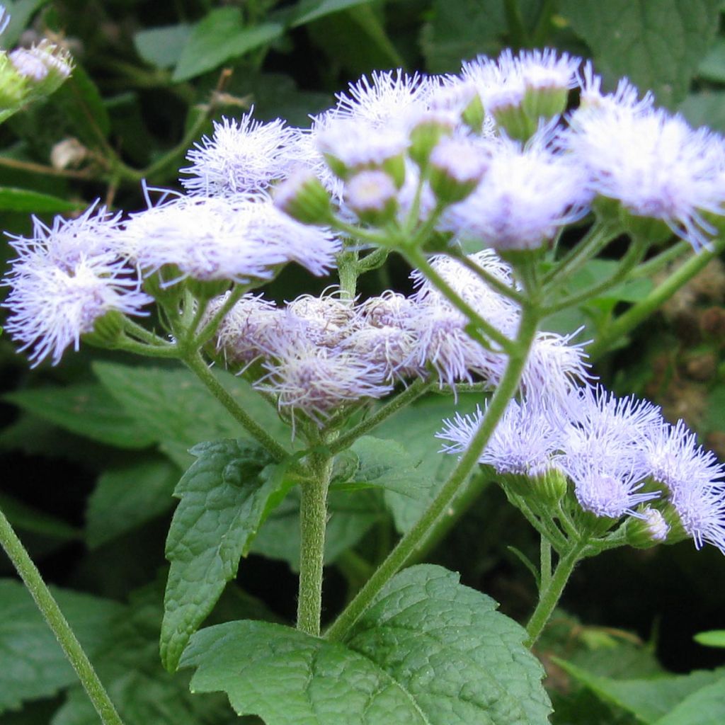 Eupatorium coelestinum