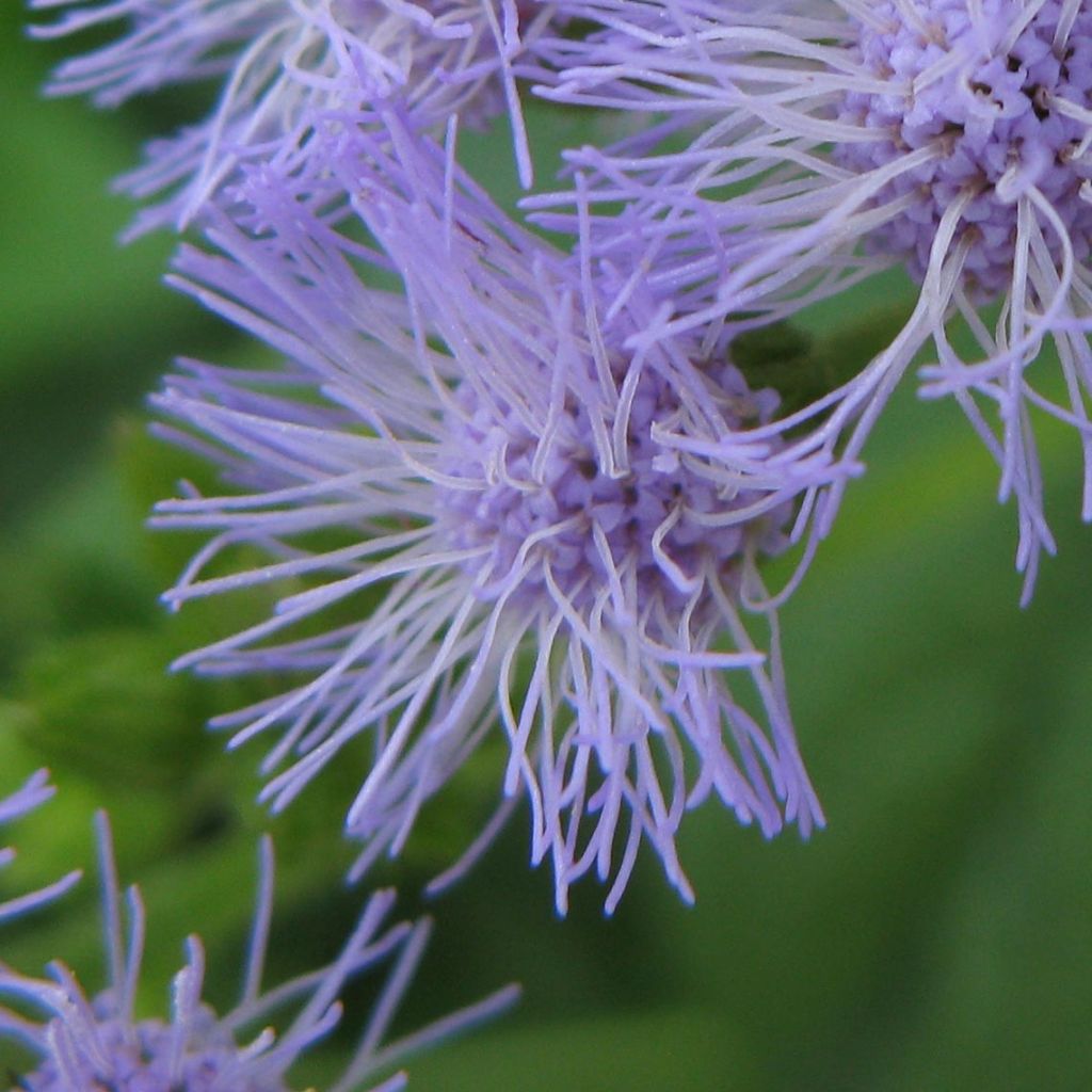 Eupatorium coelestinum