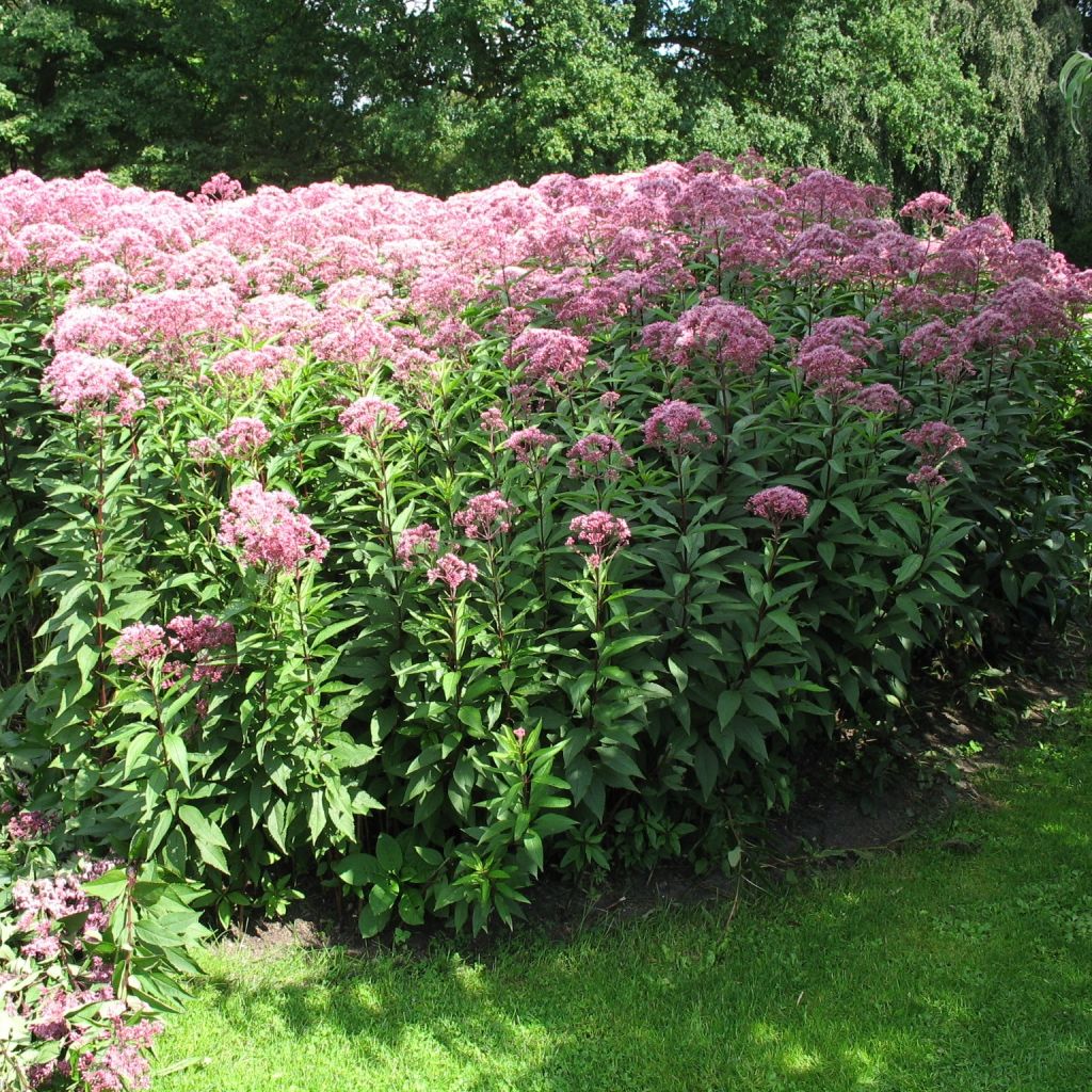Eupatorium fistulosum Atropurpureum